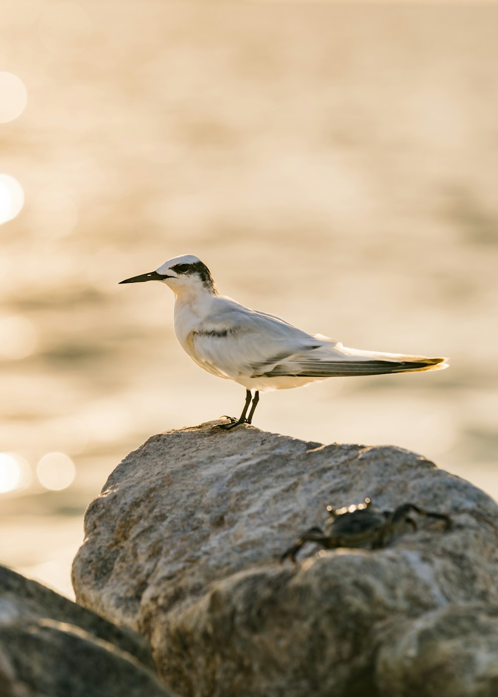 a small white bird sitting on a rock by the water