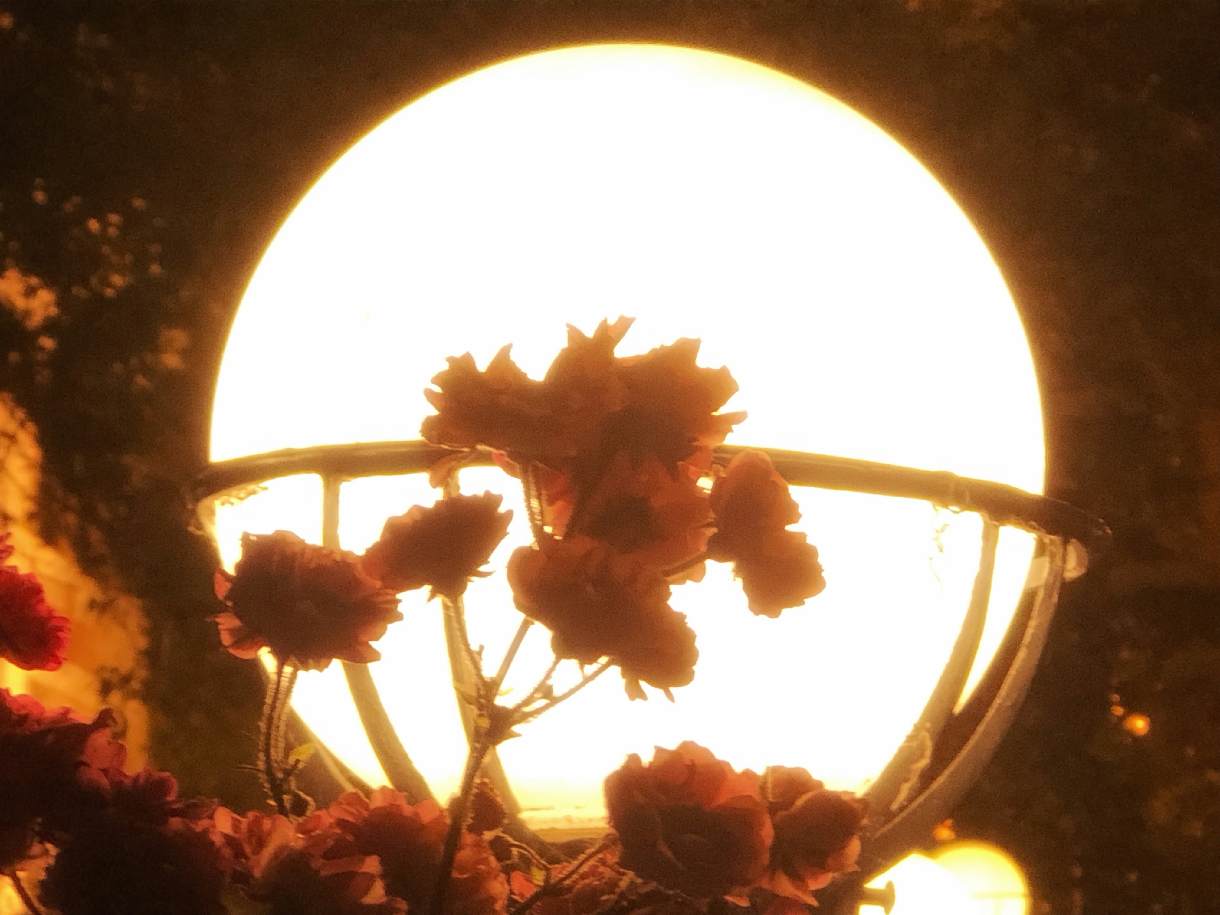 Midnight Bloom Canvas