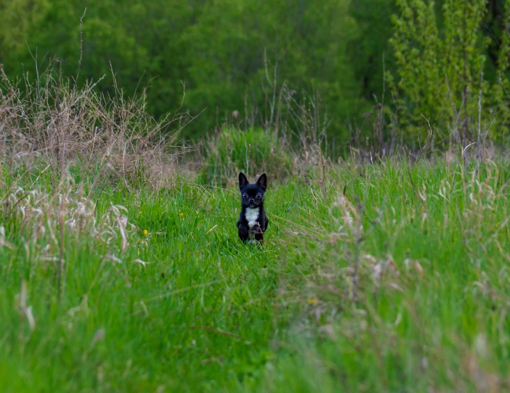 a small black and white dog walking through a lush green field