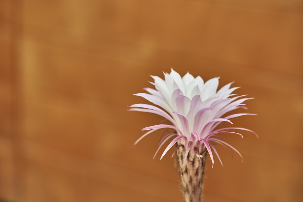 a pink and white flower is in a vase