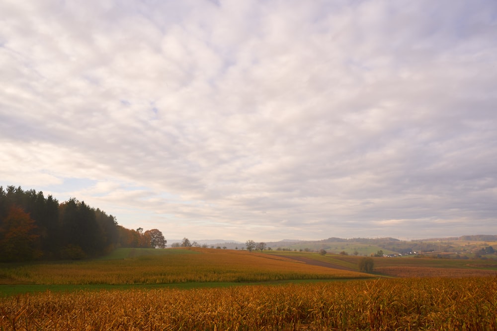 a field with trees and clouds in the background