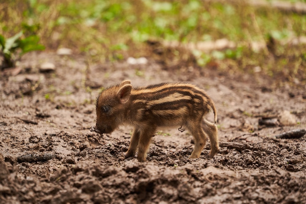 Un piccolo cinghiale in piedi nel fango