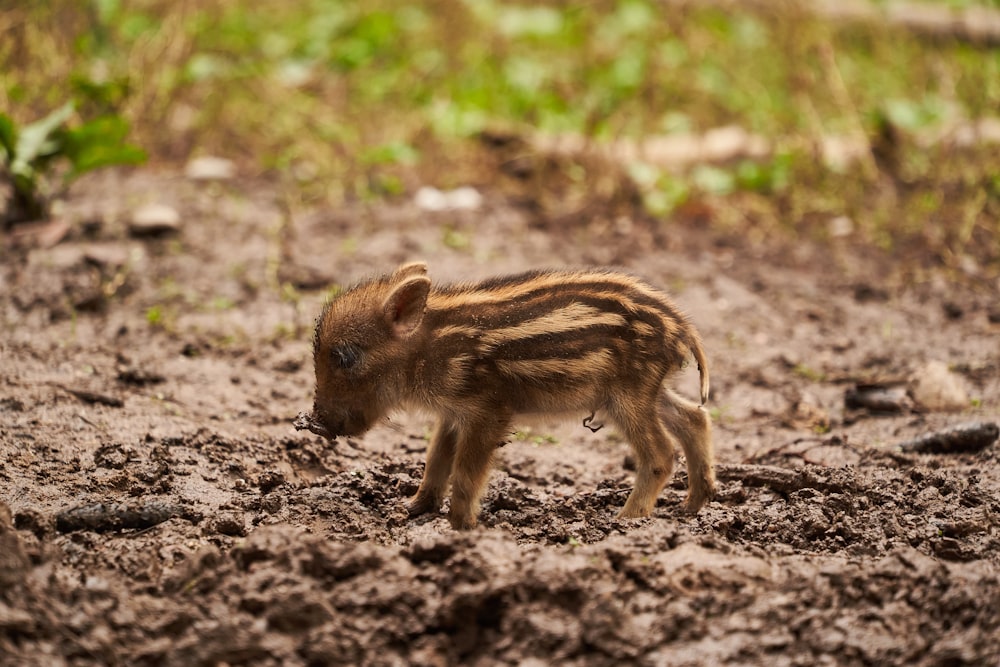 a small baby boar standing in the mud