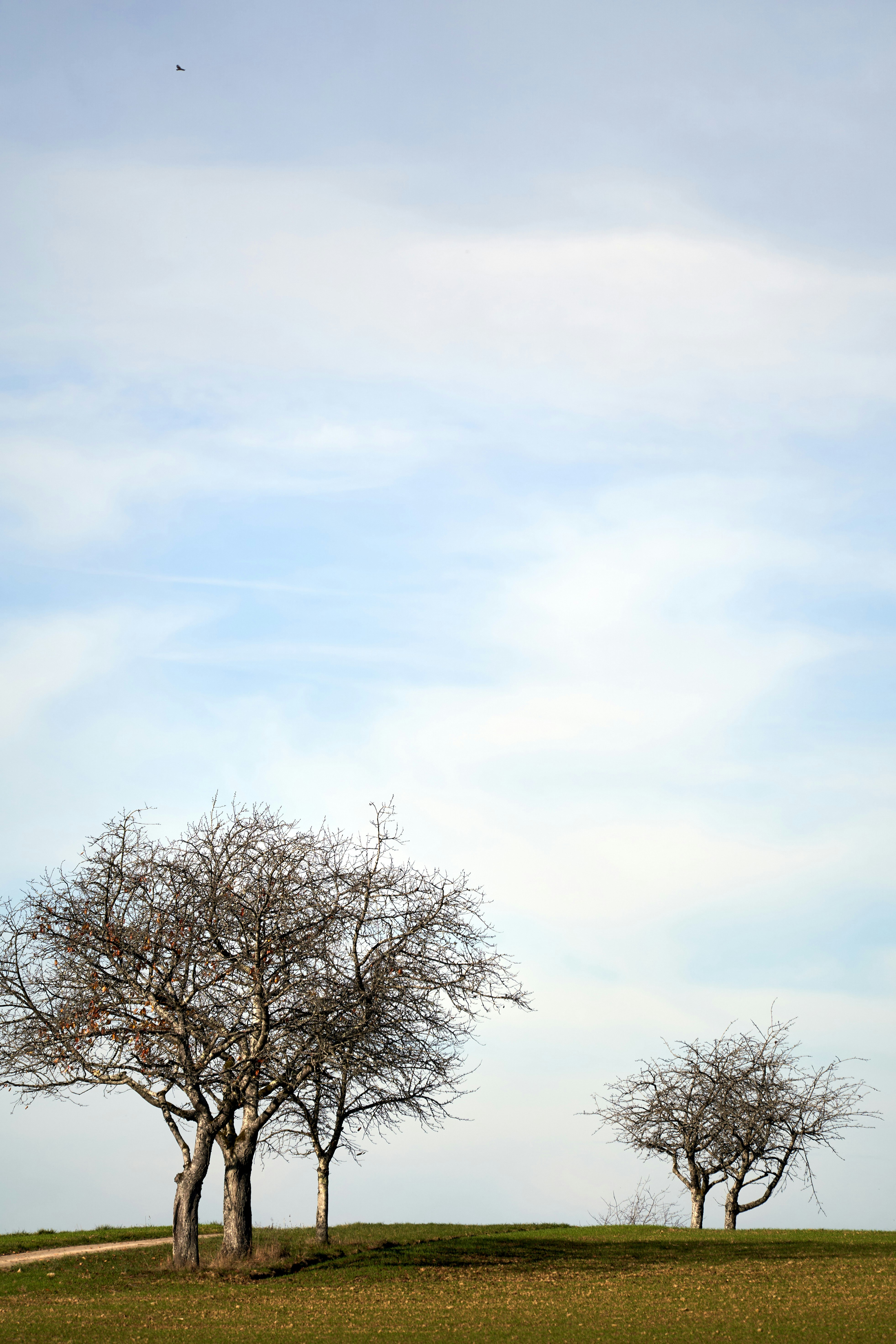 Photo by wolfgang_hasselmann