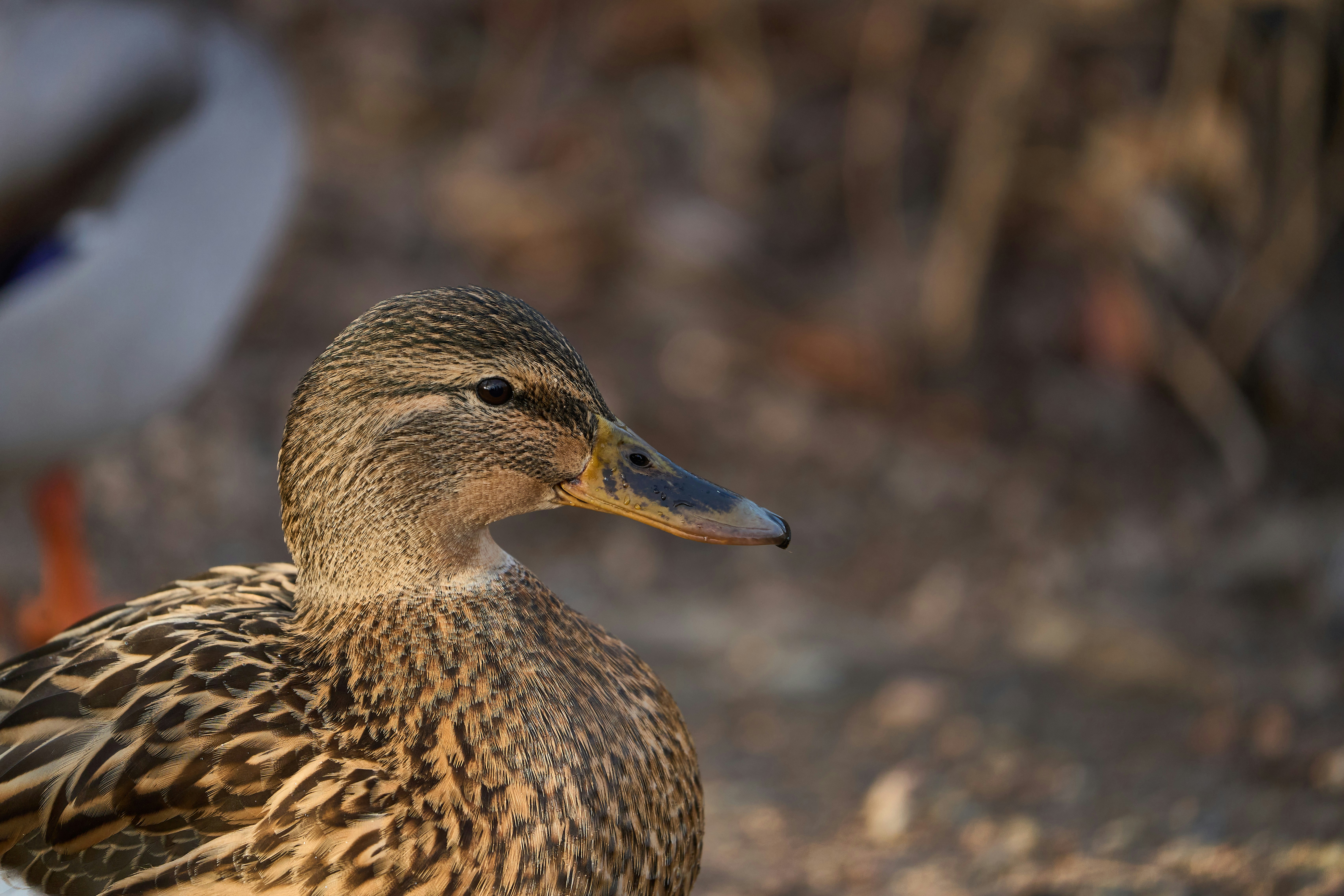 Photo by wolfgang_hasselmann