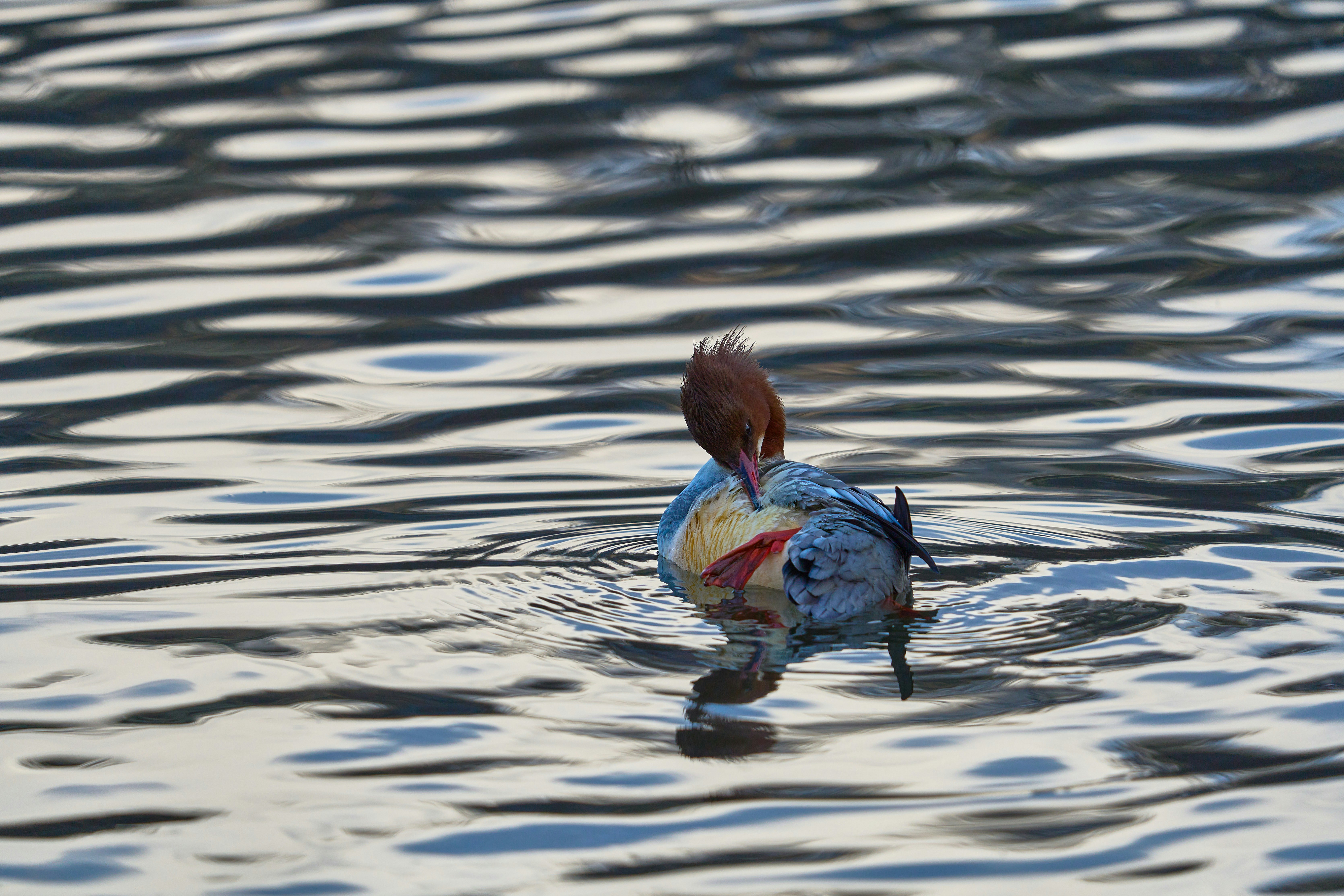 Photo by wolfgang_hasselmann