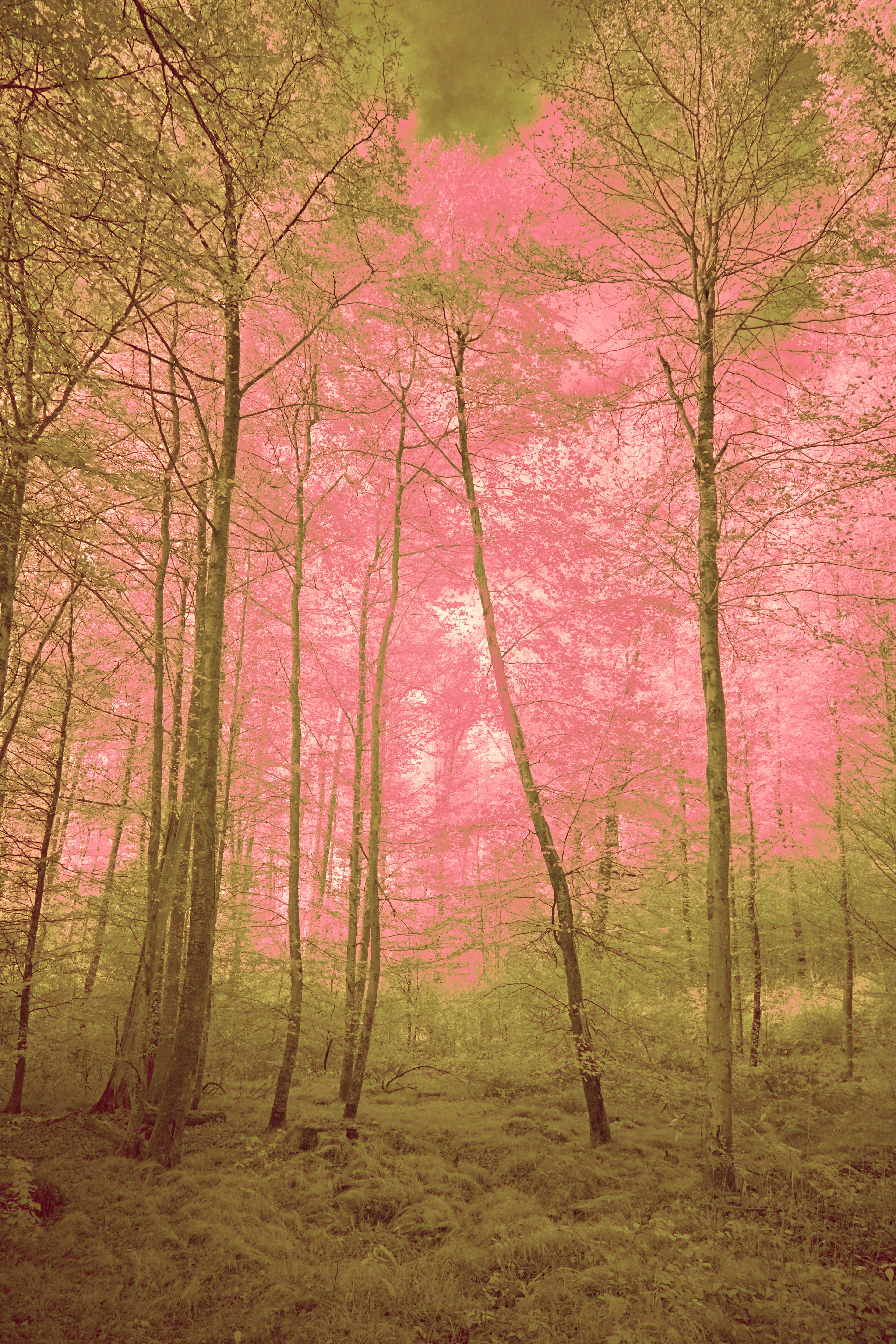 Photo by wolfgang_hasselmann