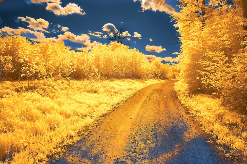 a dirt road surrounded by yellow trees