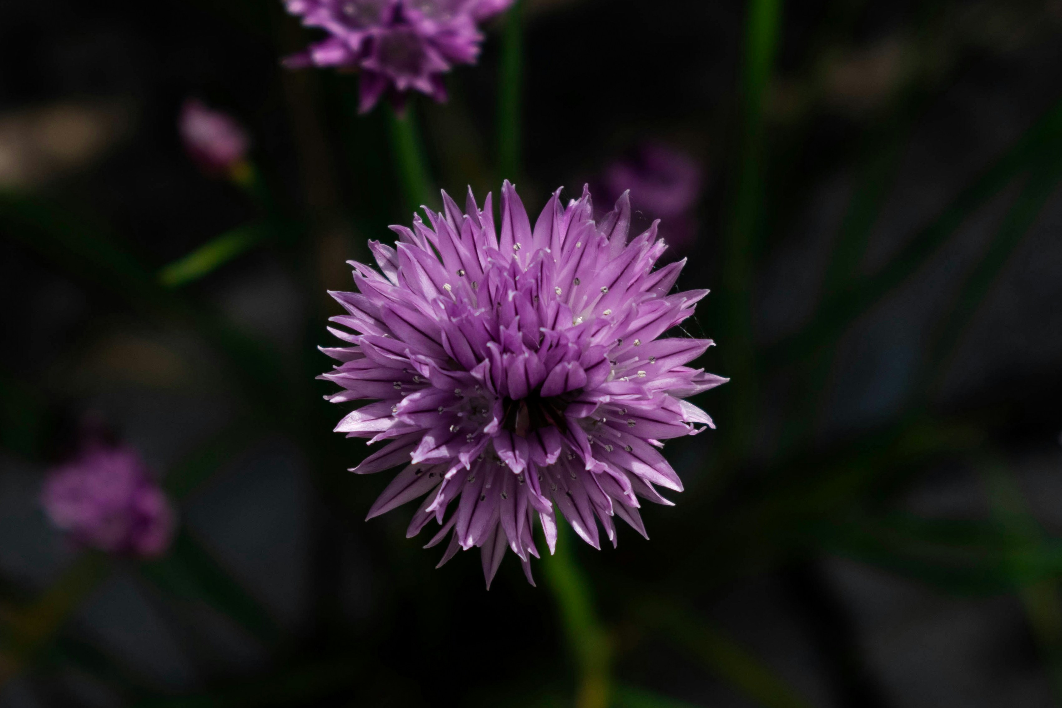 Photo by infinitecreations21