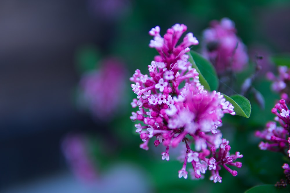 a close up of a bunch of purple flowers