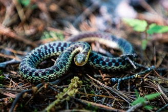 A small, colorful snake rests on a forest floor covered with dry pine needles and bits of vegetation. The snake has a vibrant pattern with shades of blue, green, and yellow along its sinuous body, and its head is slightly elevated.