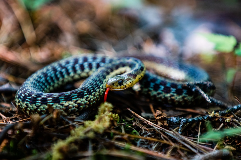 a blue and black snake laying on the ground