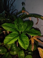 A vibrant green plant with large, glossy leaves covered in water droplets. Surrounding the plant are a few wilted, brown leaves, indicating varied stages of plant life. The background is a plain gray wall, providing contrast to the lush greenery.
