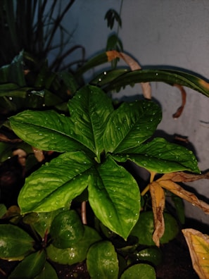 A vibrant green plant with large, glossy leaves covered in water droplets. Surrounding the plant are a few wilted, brown leaves, indicating varied stages of plant life. The background is a plain gray wall, providing contrast to the lush greenery.