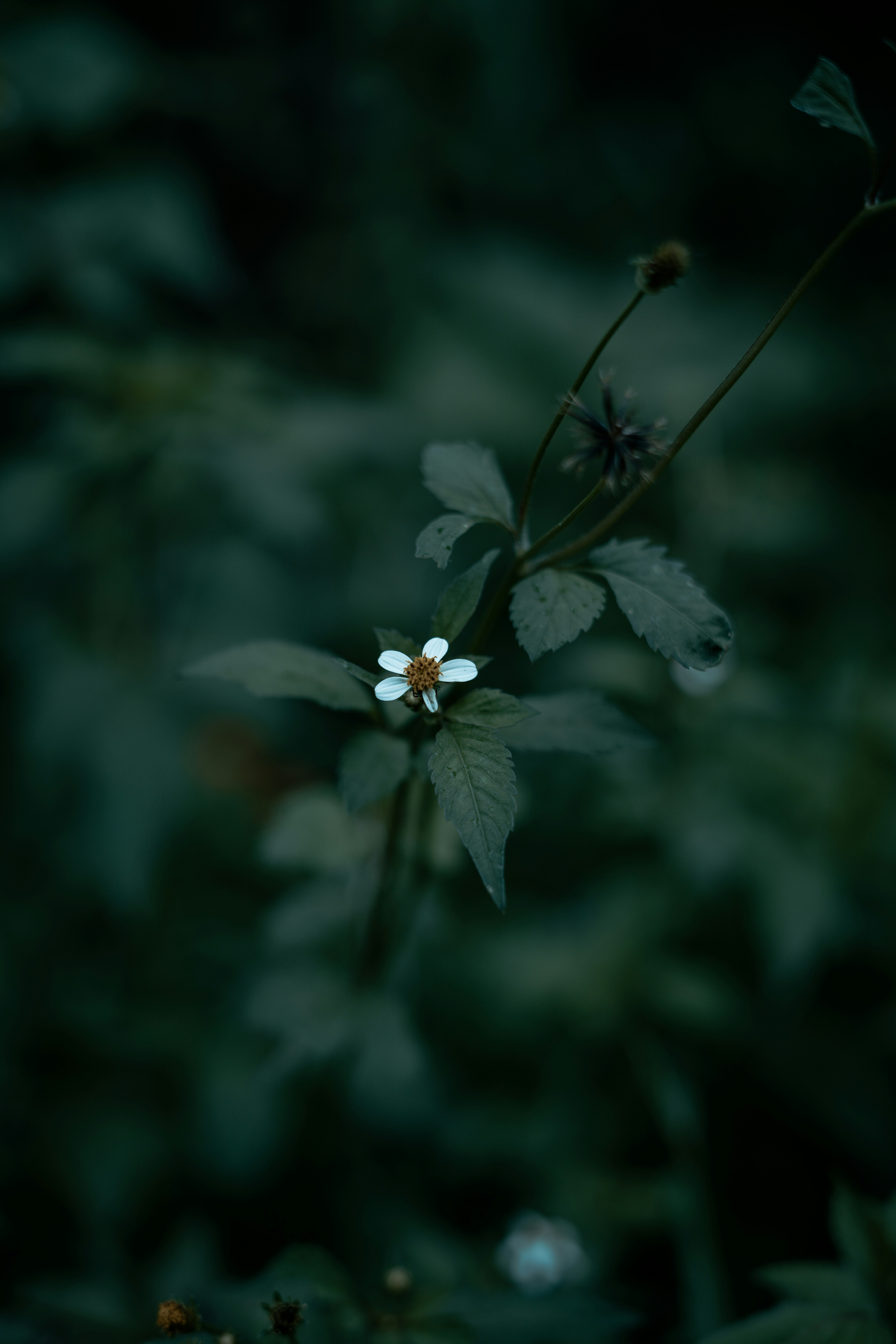 Photo by shameertm