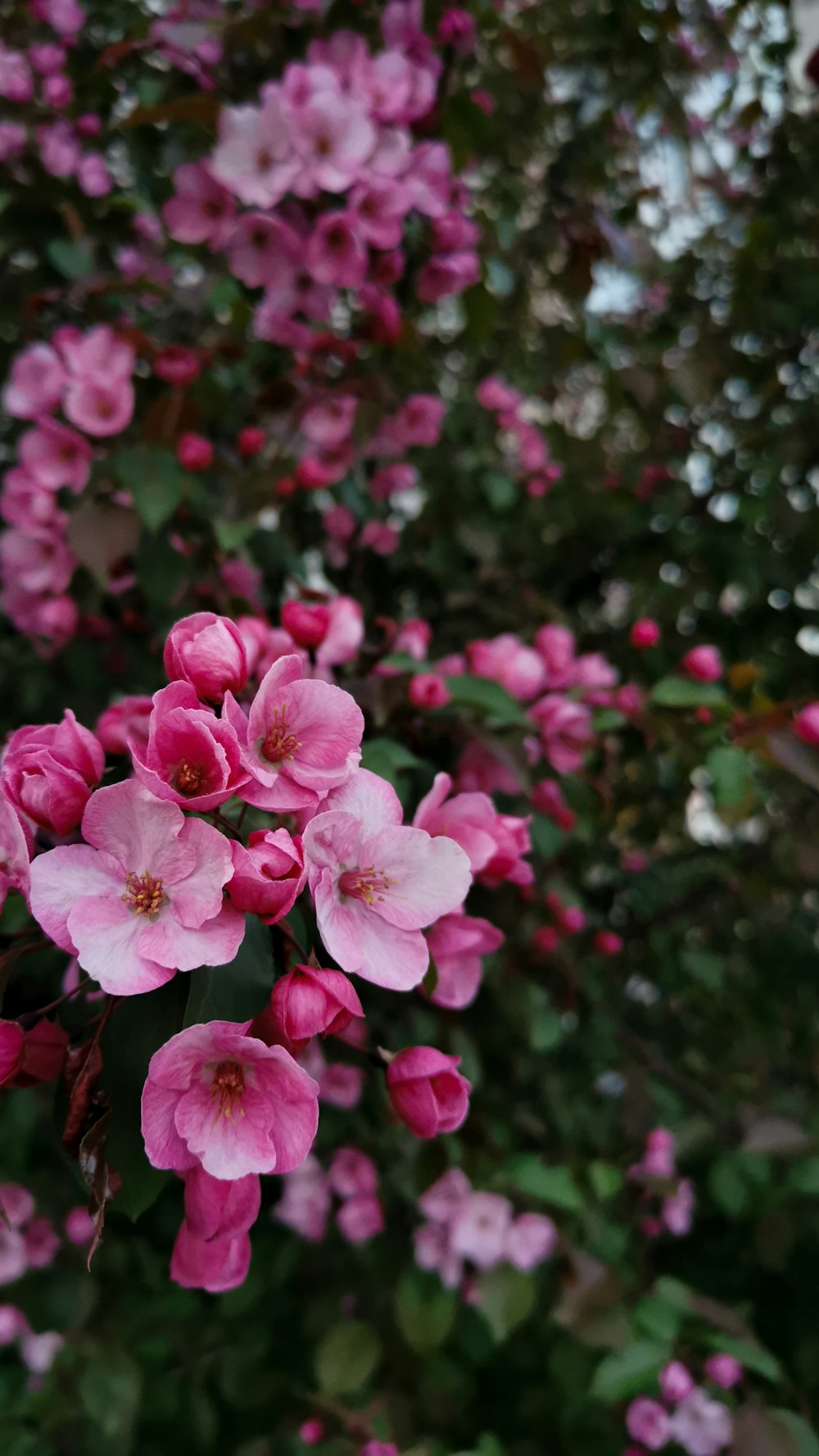 un bouquet de fleurs roses qui fleurissent