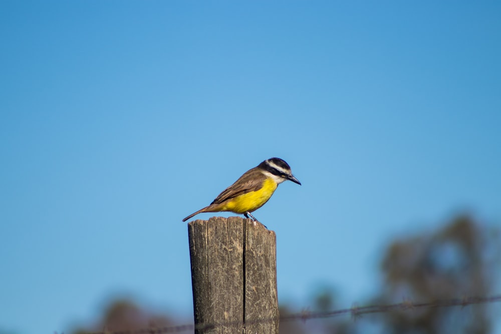 a small bird perched on top of a wooden post