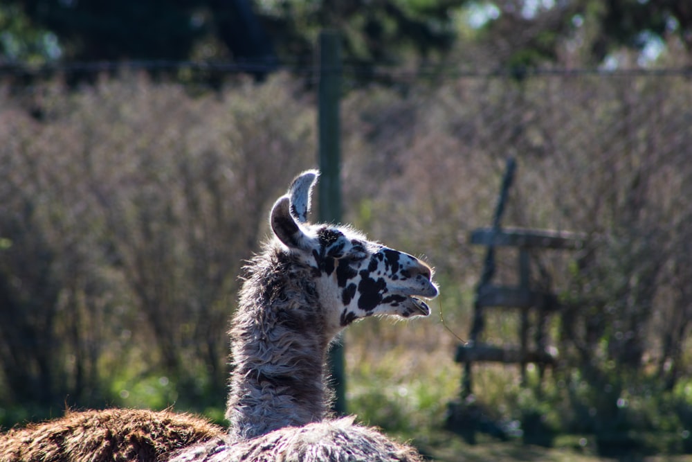 a llama in a field with a bench in the background