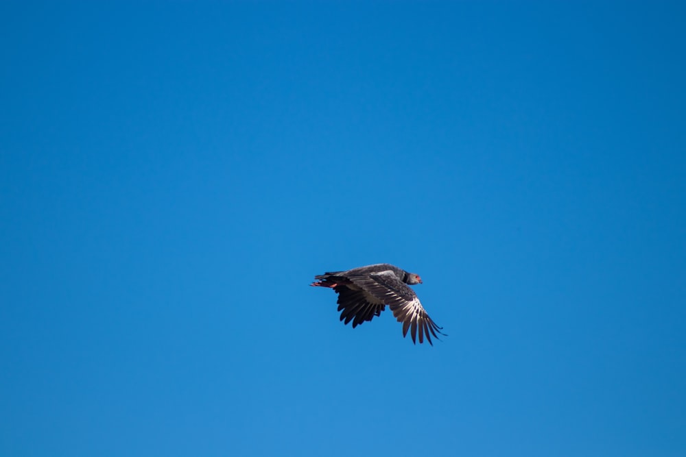 a large bird flying through a blue sky