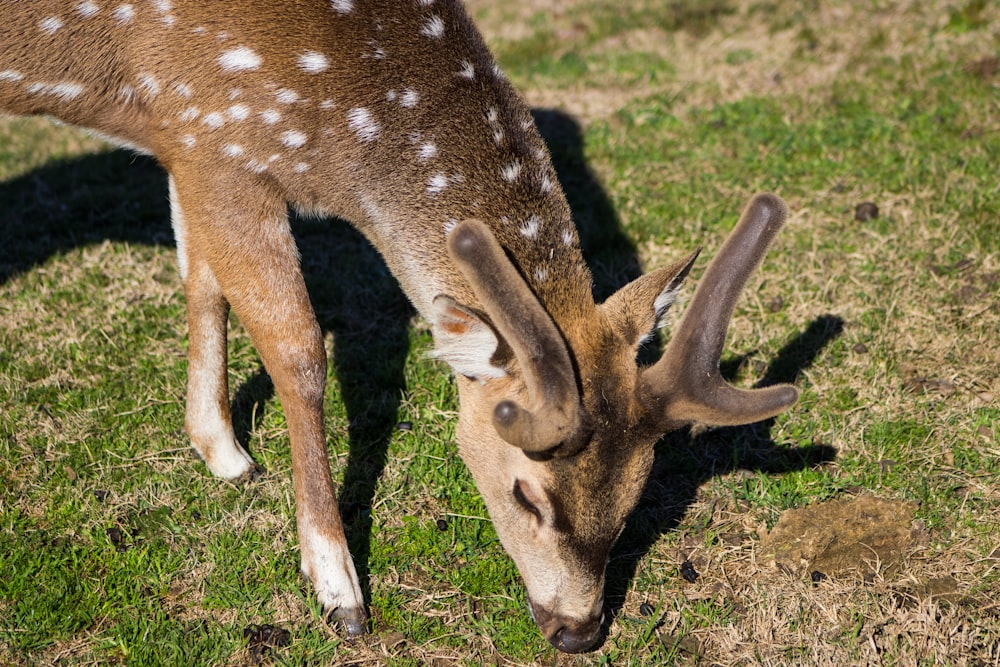 a deer grazing on grass in a field