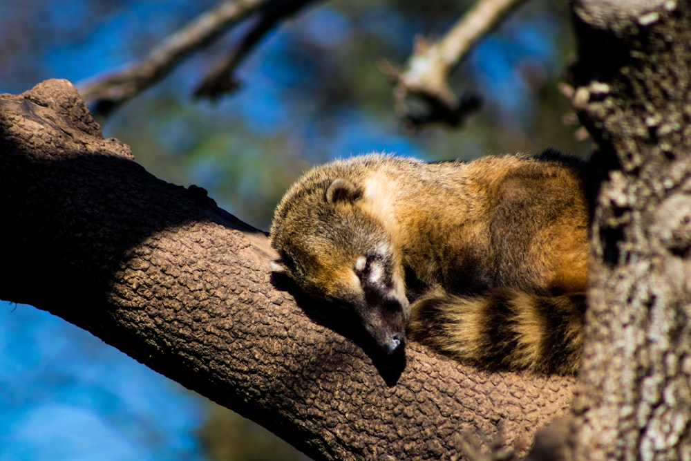 a brown and black animal sleeping on a tree branch