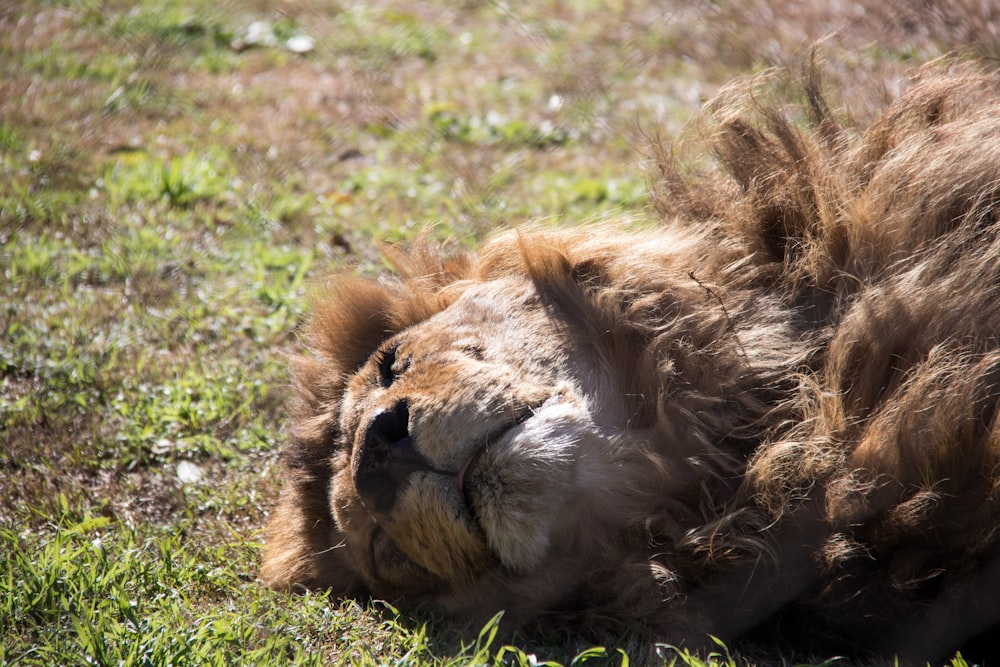 a close up of a lion laying in the grass
