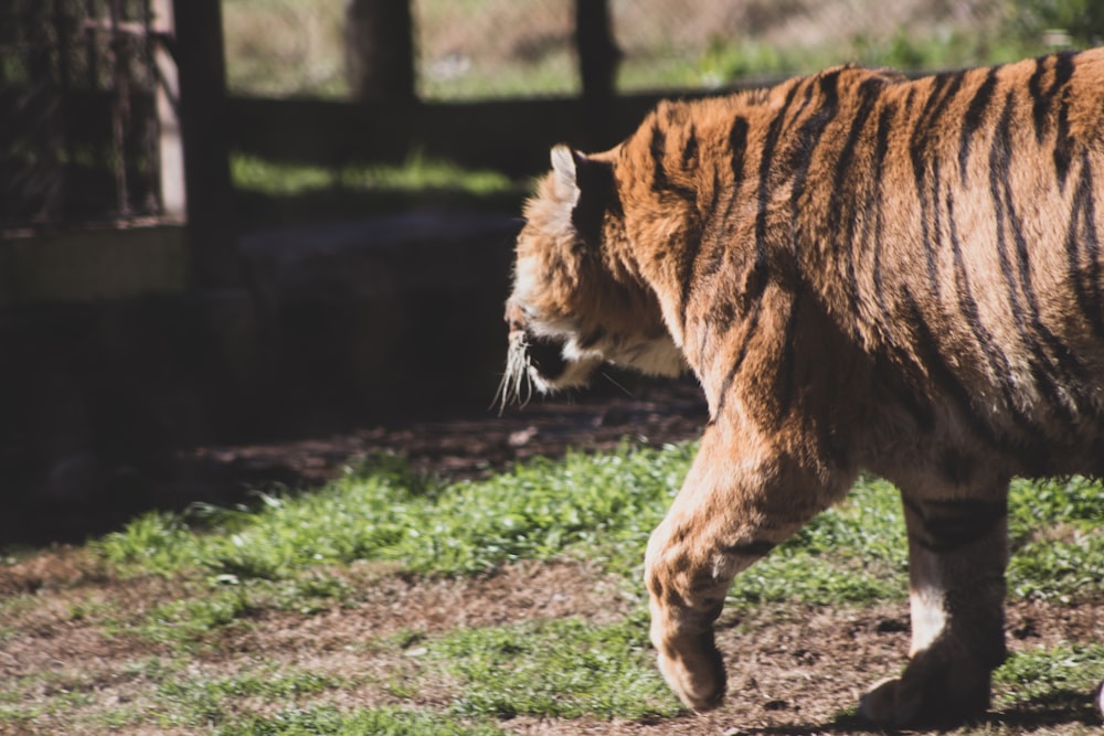 a large tiger walking across a lush green field