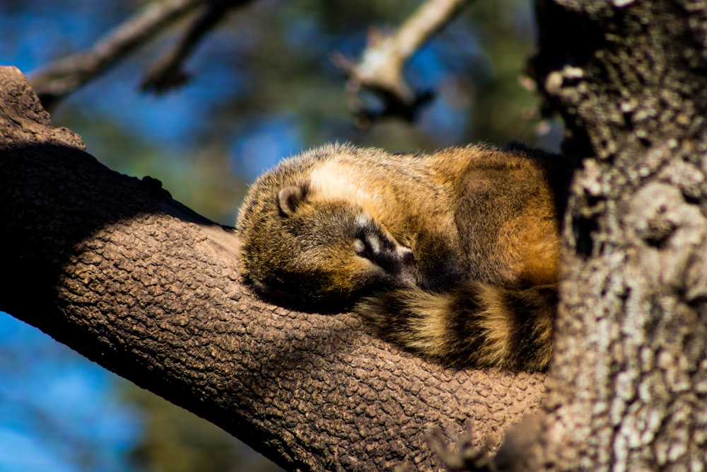 a small animal is sleeping in a tree
