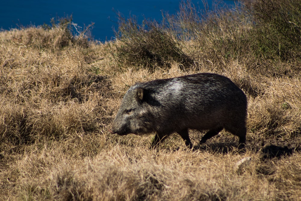 a wild boar walking through a dry grass field