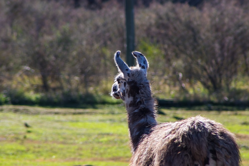 a llama standing in a grassy field with trees in the background