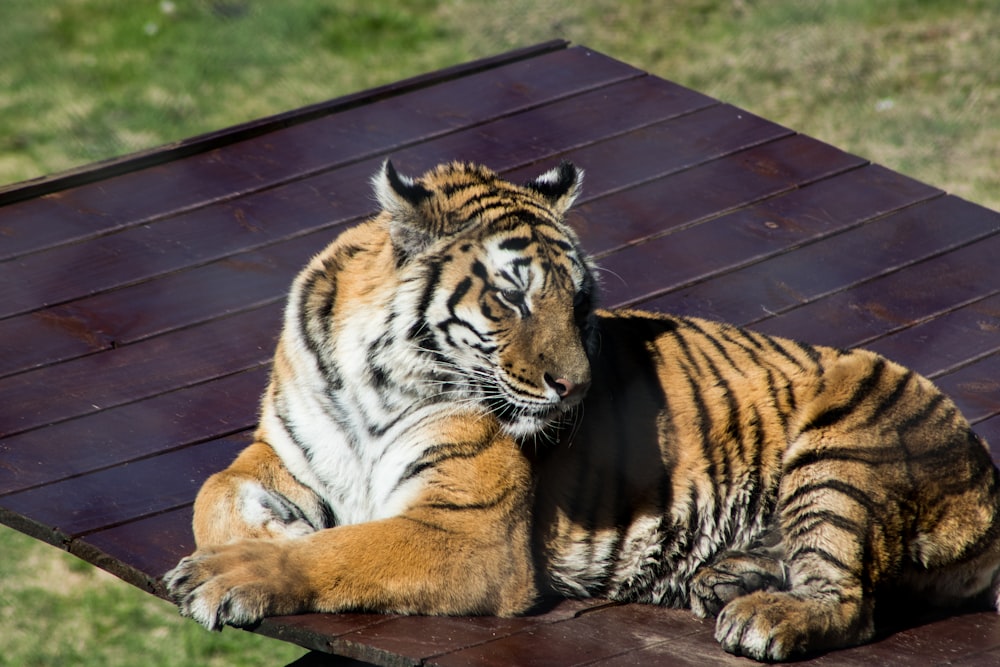 a tiger laying on top of a wooden table