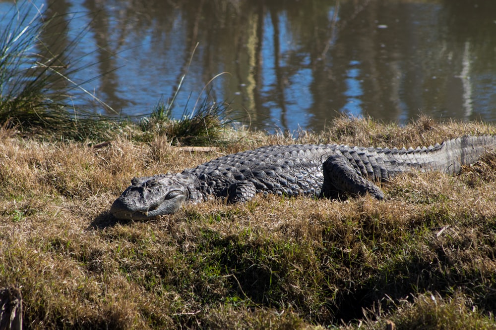 a large alligator laying on top of a grass covered field
