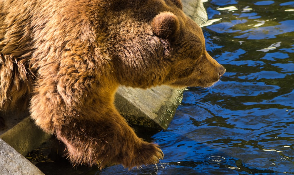 a large brown bear standing next to a body of water