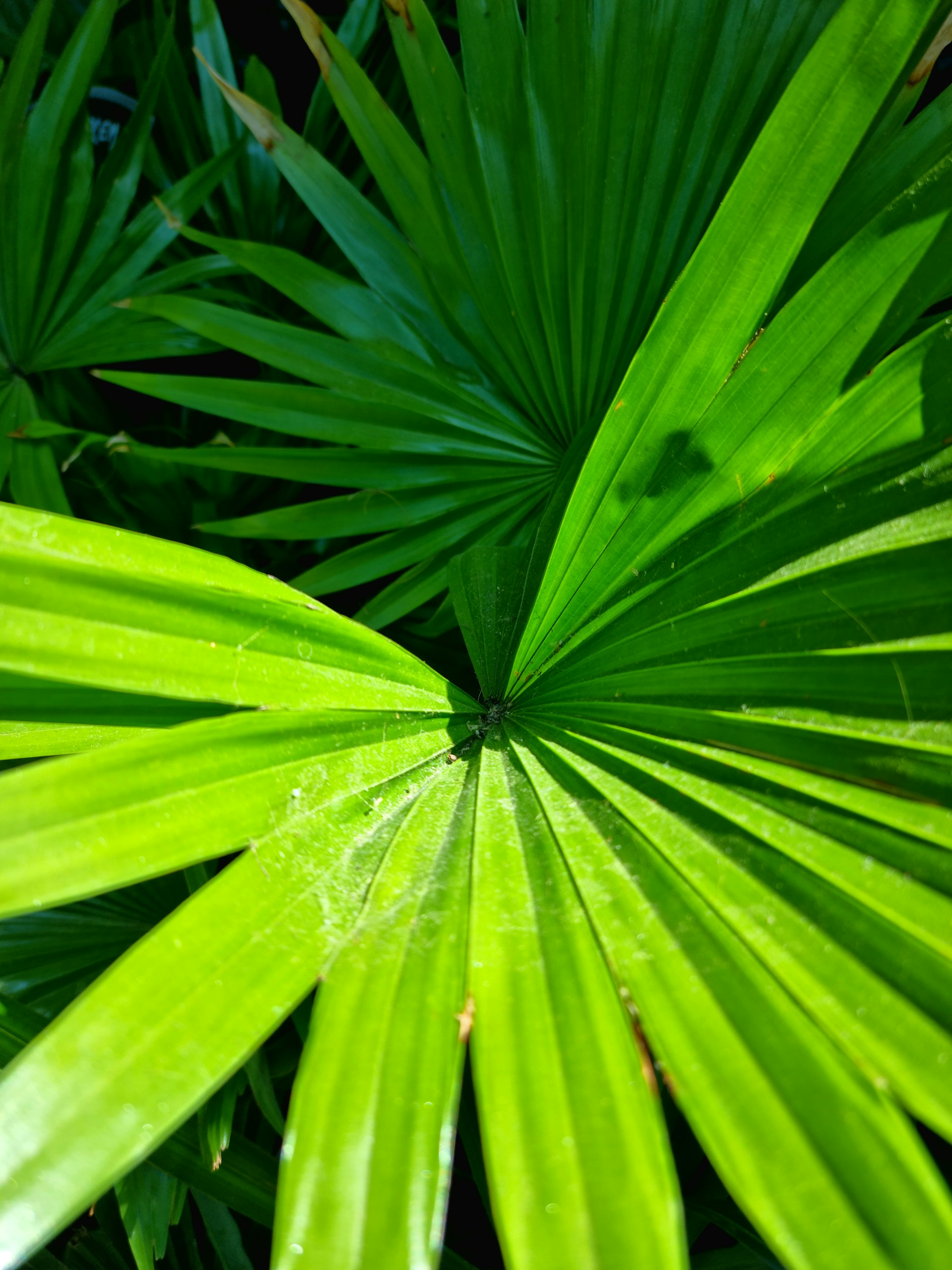 a close up of a green leafy plant