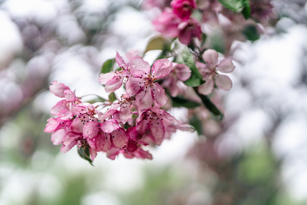 a branch of a flowering tree with pink flowers