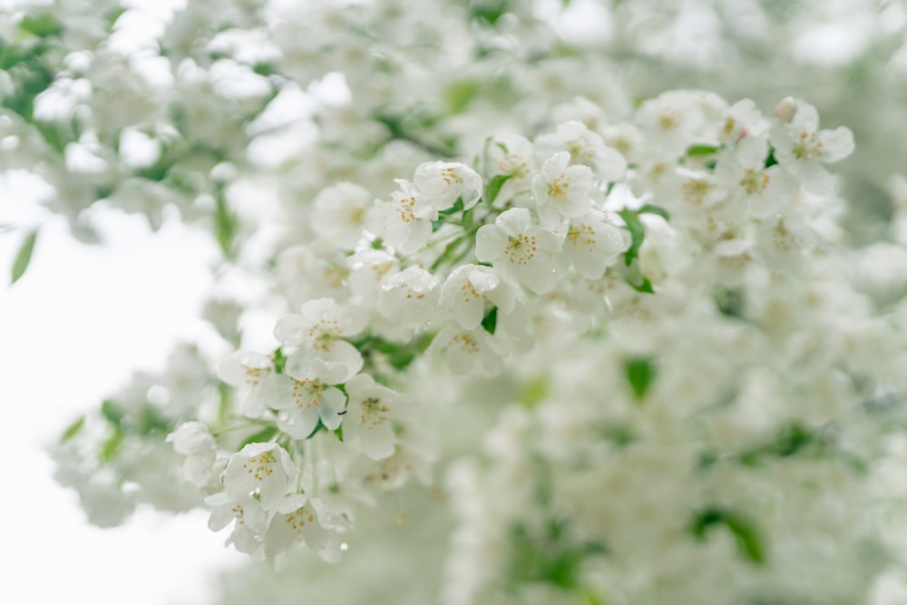 a close up of a tree with white flowers