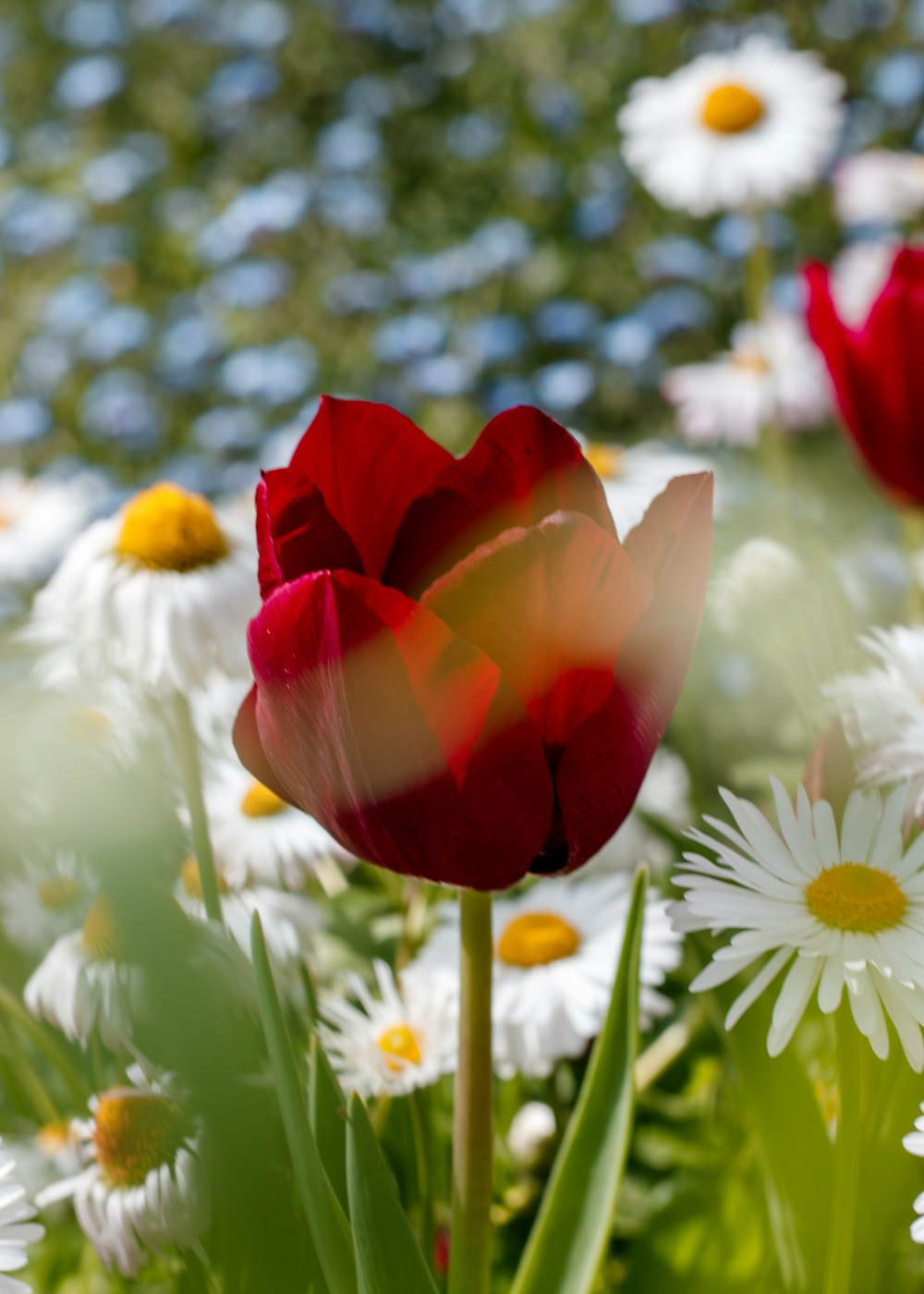 a close up of a red and white flower in a field