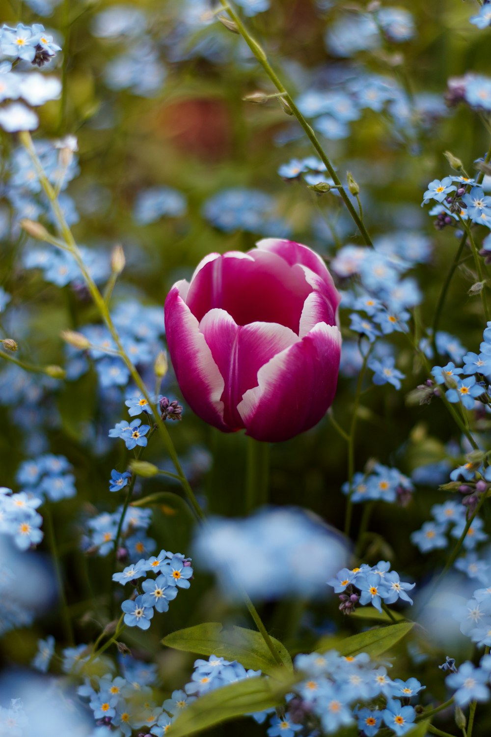 a pink tulip surrounded by blue flowers