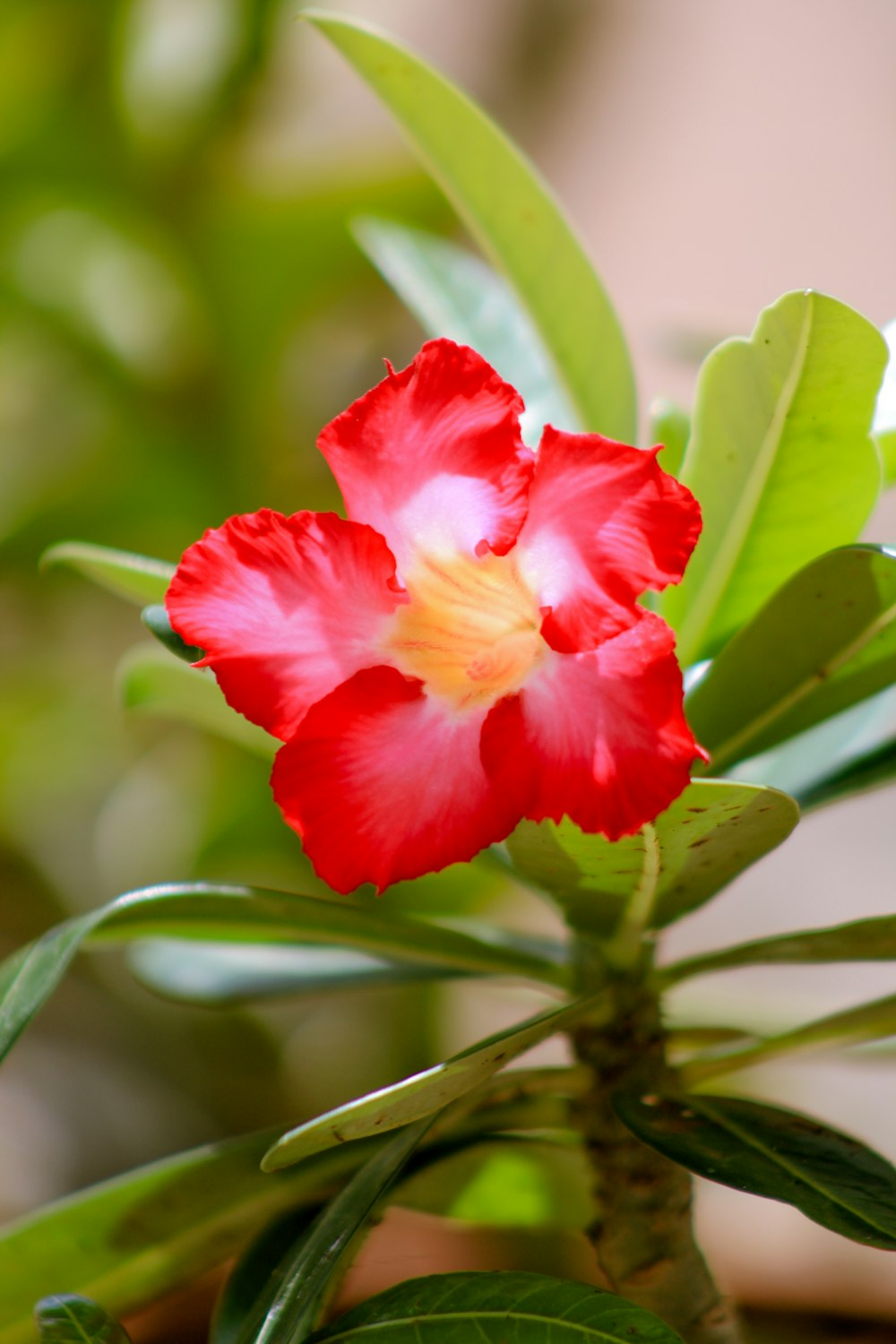 a red and white flower with green leaves