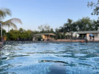 A sparkling clean pool surface with gentle ripples and a reflection of nearby palm trees.