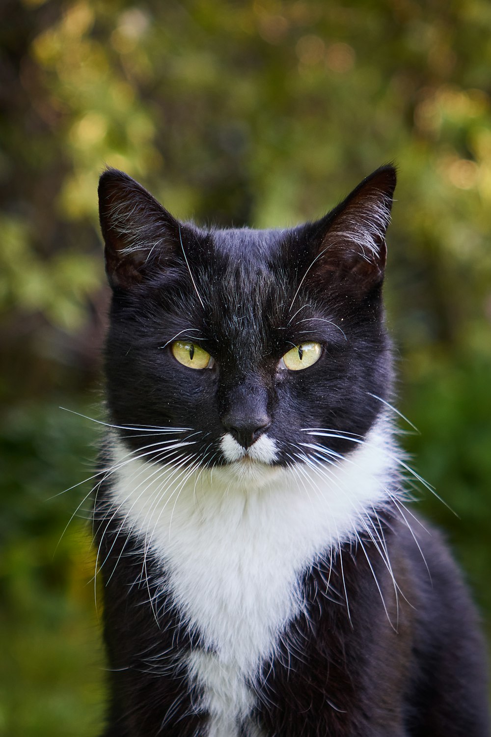 a black and white cat with yellow eyes