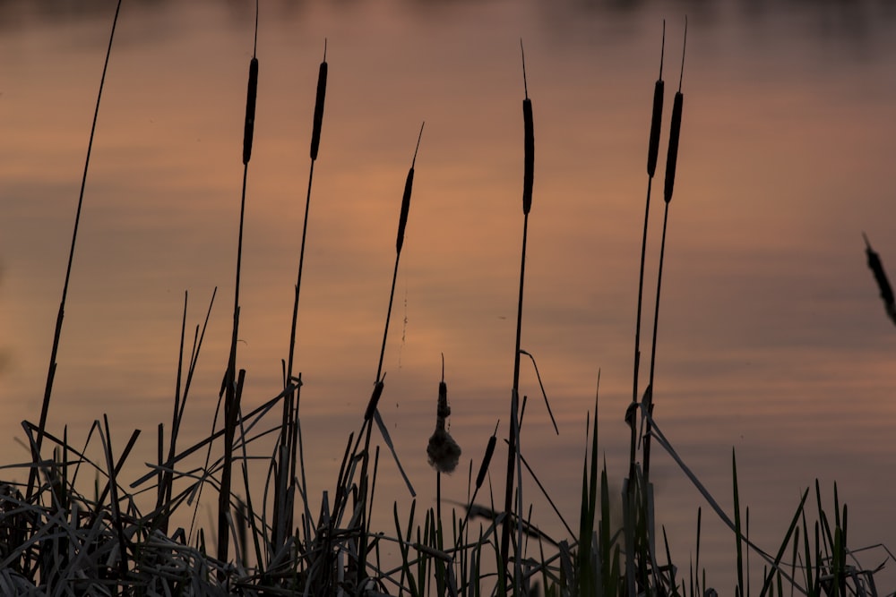 a group of tall grass next to a body of water