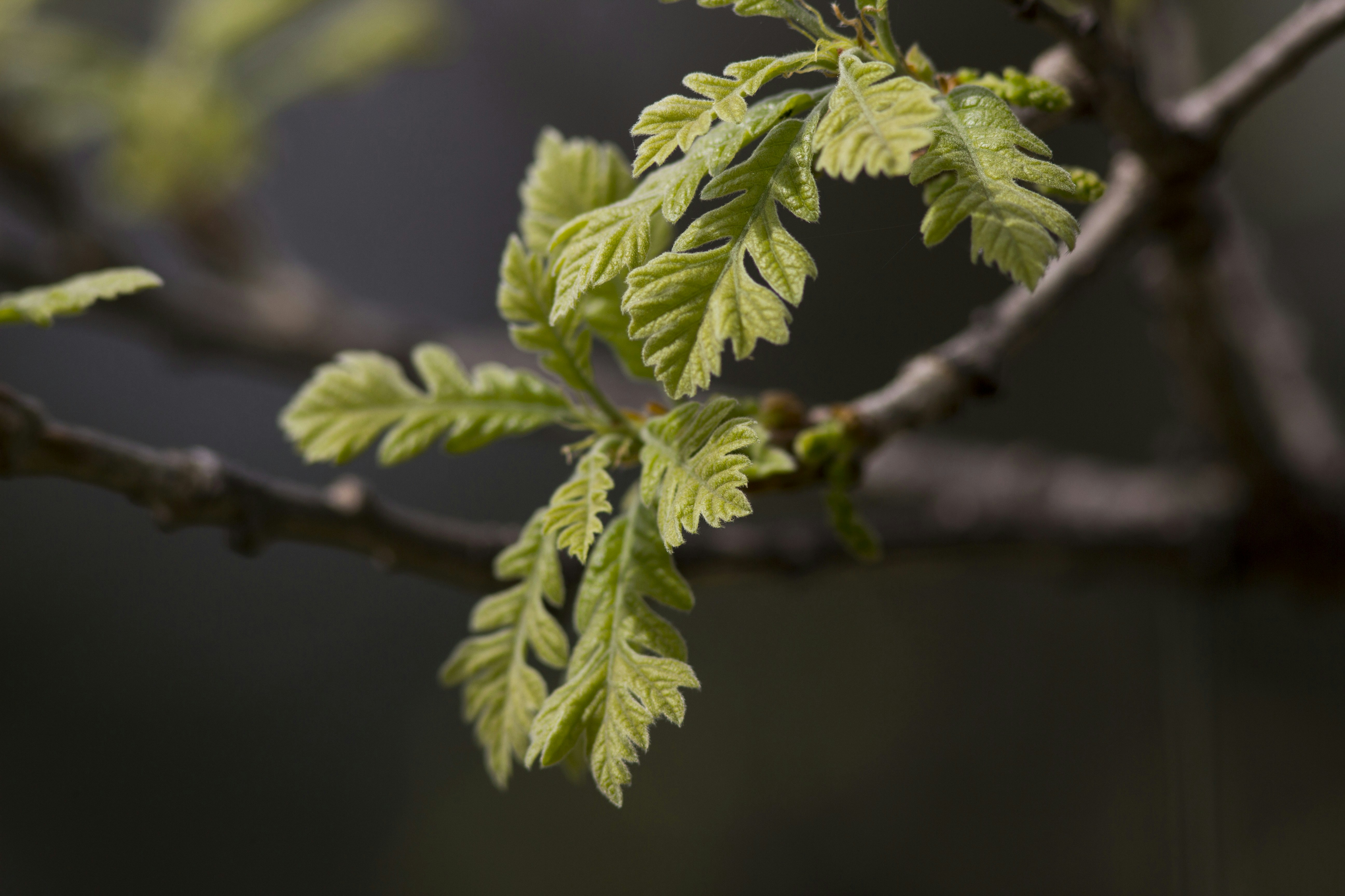 a branch of a tree with green leaves