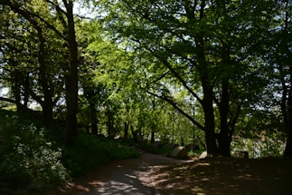 A serene jungle path with golden sunlight filtering through dense green foliage.