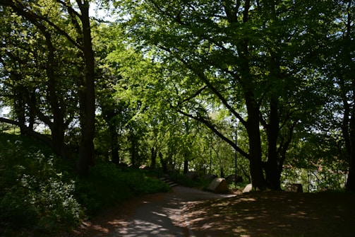 A serene jungle path with sunlight filtering through dense green leaves.