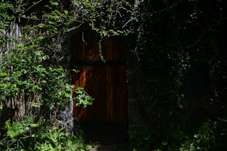 A shadowy jungle scene with golden light filtering through dense leaves, highlighting a hidden ornate door.