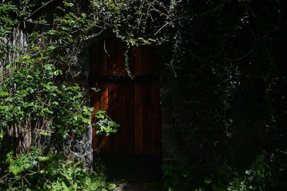 A shadowy jungle scene with golden light filtering through dense leaves, highlighting a hidden ornate door.