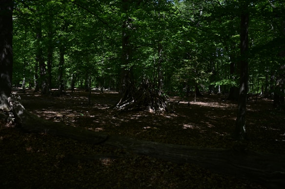 A dense forest scene with vibrant green foliage covering the trees. Sunlight filters through the canopy, creating dappled patterns on the forest floor. In the center, there is a structure made of sticks, resembling a small teepee or shelter. The ground is covered in fallen leaves and twigs.