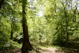 A lush green forest with tall trees and sunlight filtering through.