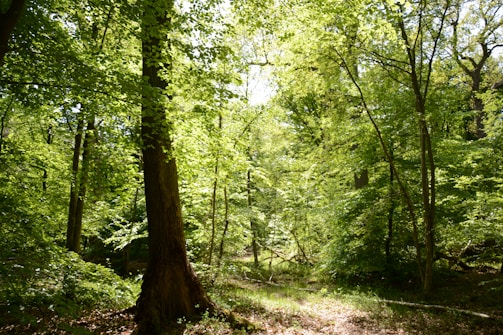 A lush green forest with sunlight filtering through the leaves.